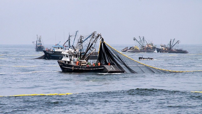 Produce autoriza pesca exploratoria de anchoveta en la zona sur del país por un periodo de 10 días