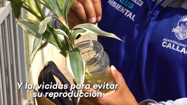 Detectamos mosquitos portadores de este virus en 8 viviendas de Oquendo.
