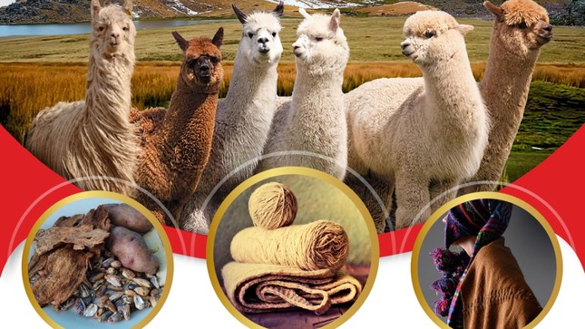 ¡Celebra el Día Nacional de la Alpaca en Ayacucho!