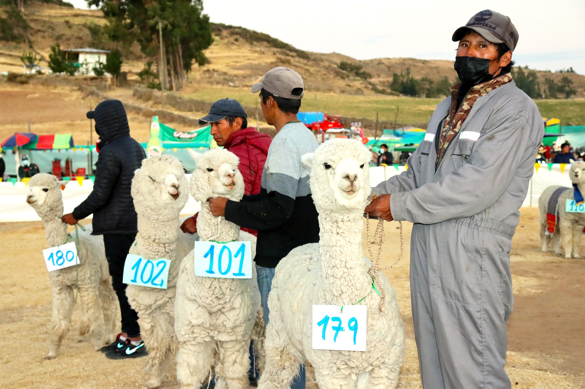 ¡Celebra el Día Nacional de la Alpaca en Ayacucho!