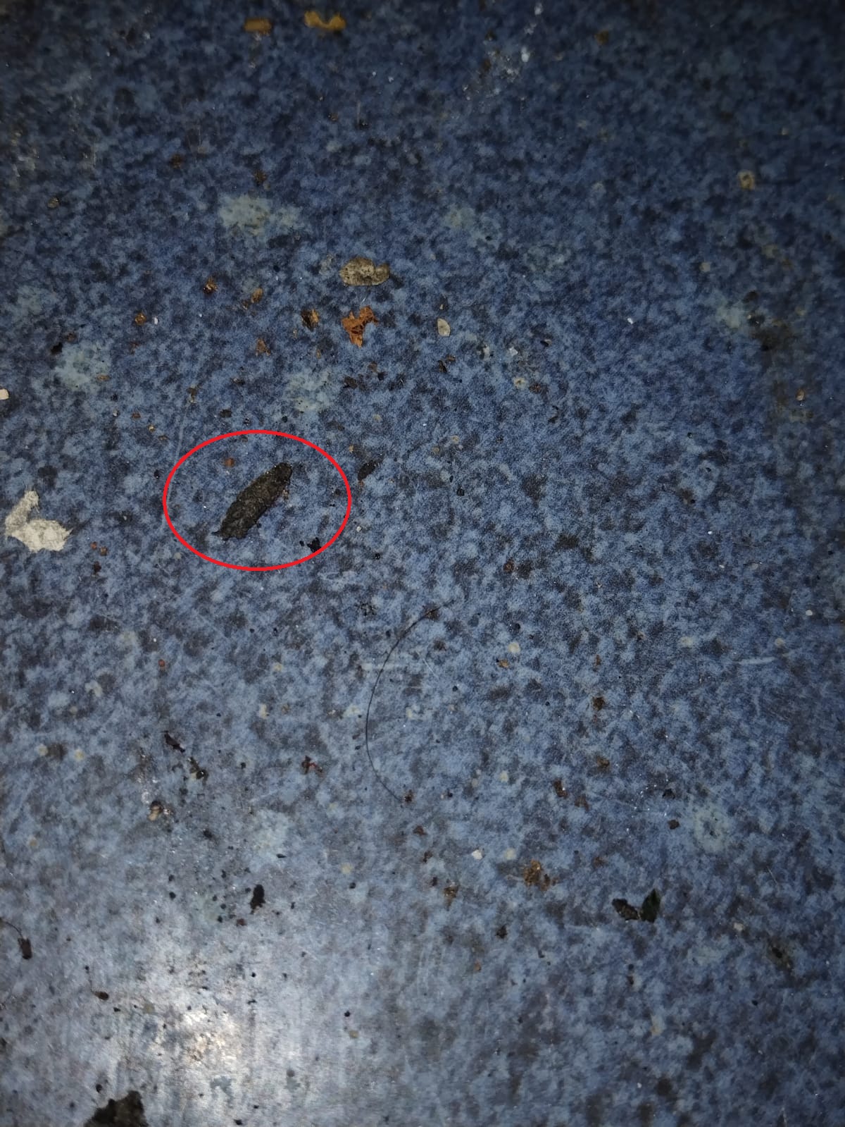 Se pudo observar restos de insectos (cucarachas), lo que pone en riesgo la salud de sus comensales.