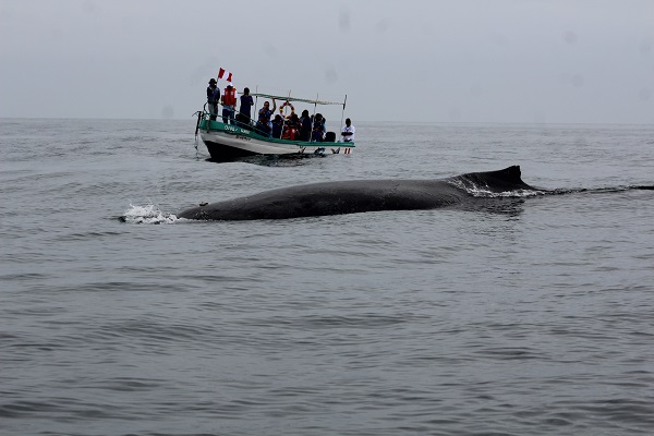 Canoas de Punta Sal espera el arribo de 10 mil turistas por temporada de avistamiento de ballenas