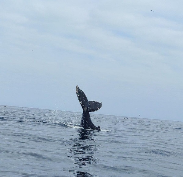 Canoas de Punta Sal espera el arribo de 10 mil turistas por temporada de avistamiento de ballenas