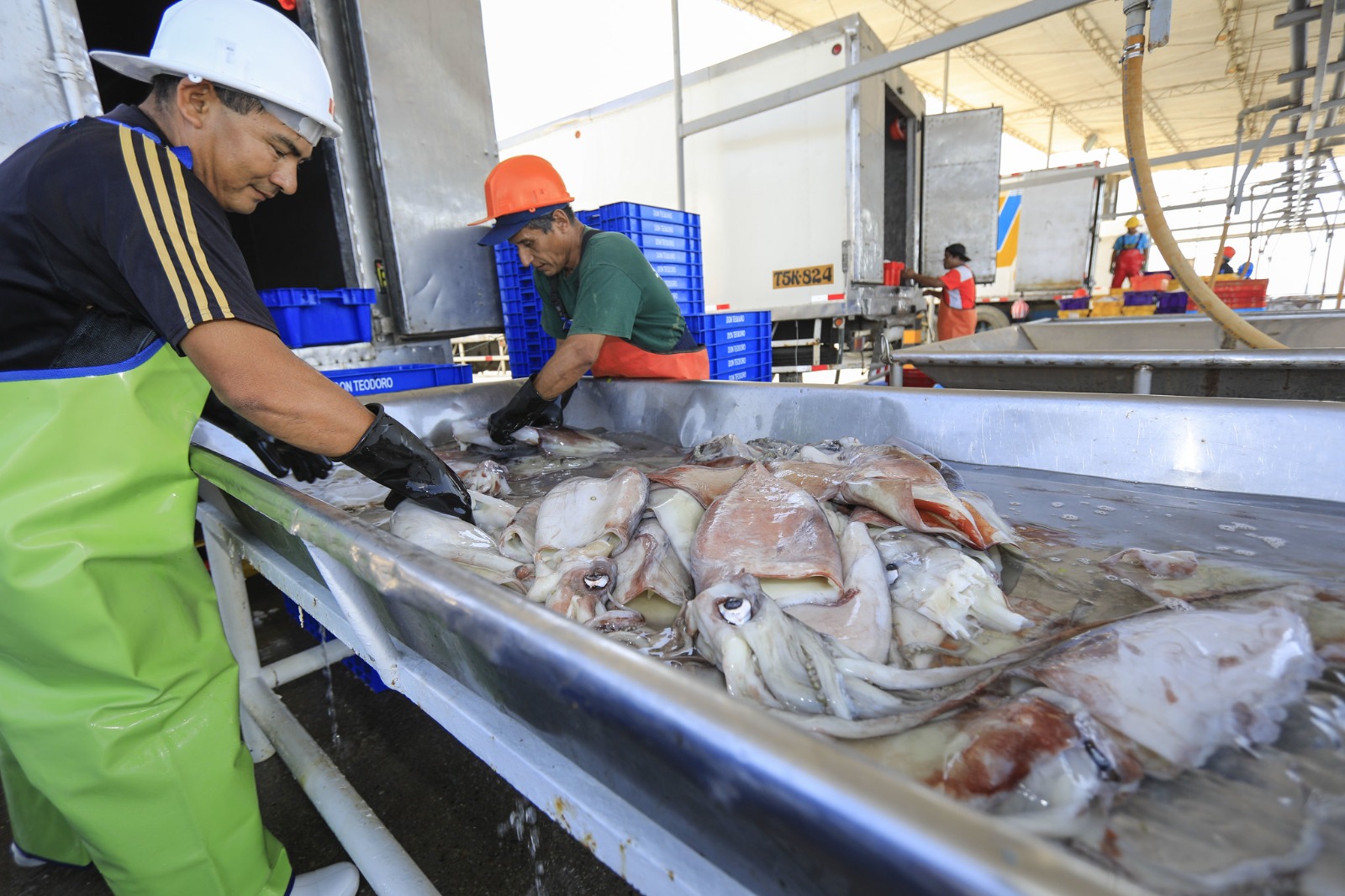 Produce incrementa cuota de captura de pota a 581 mil toneladas para el 2023