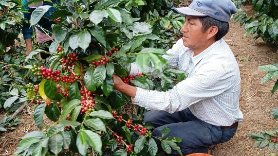 II Festival del café piurano congregará a cientos de productores de la sierra piurana