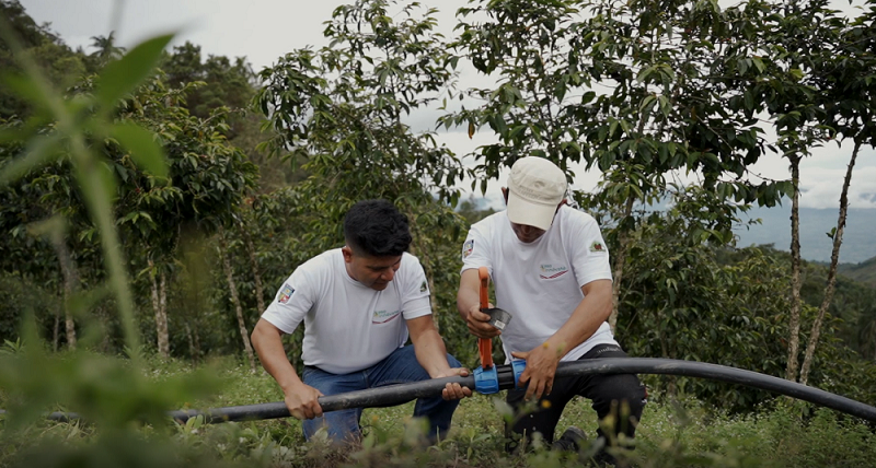 Productores de café usando agua del beneficio del cacao en nuevas plantaciones en Cajamarca