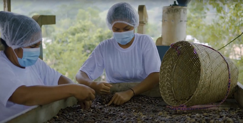 Trabajadoras en faena de recolección de sacha inchi