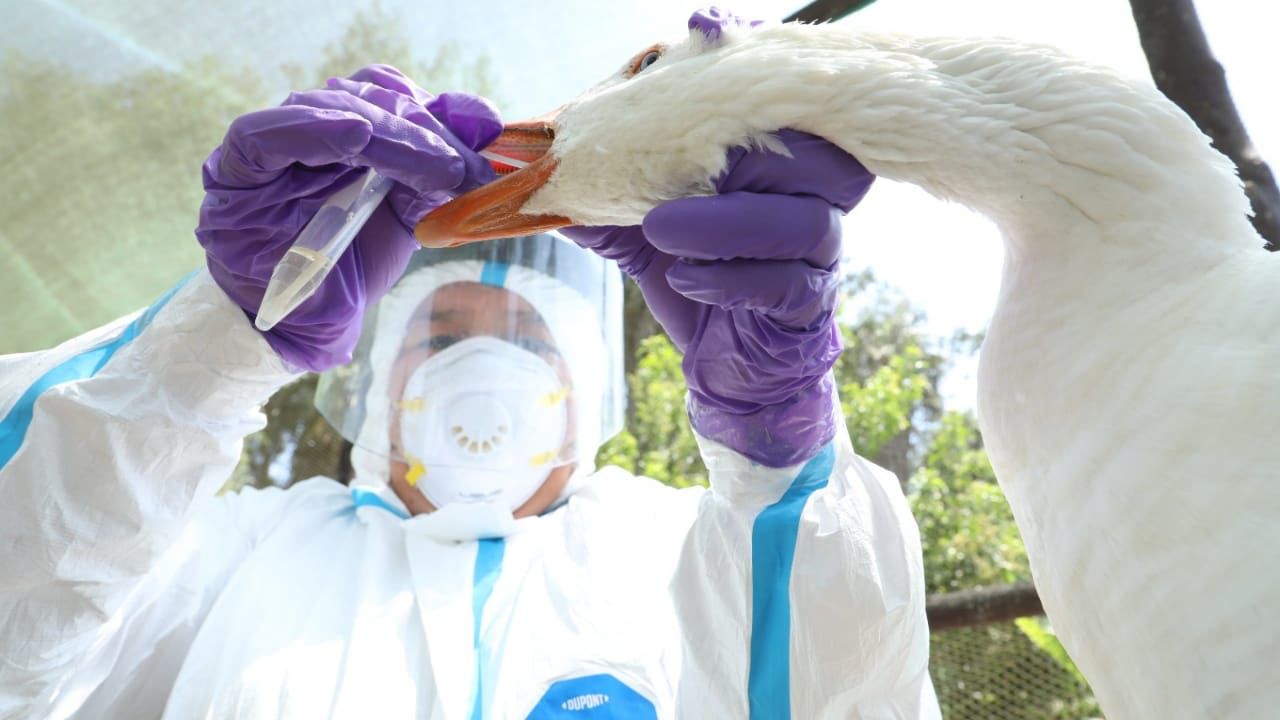 CDC Perú realizará simulacro multisectorial ante la detección de un caso humano probable de influenza aviar en el país