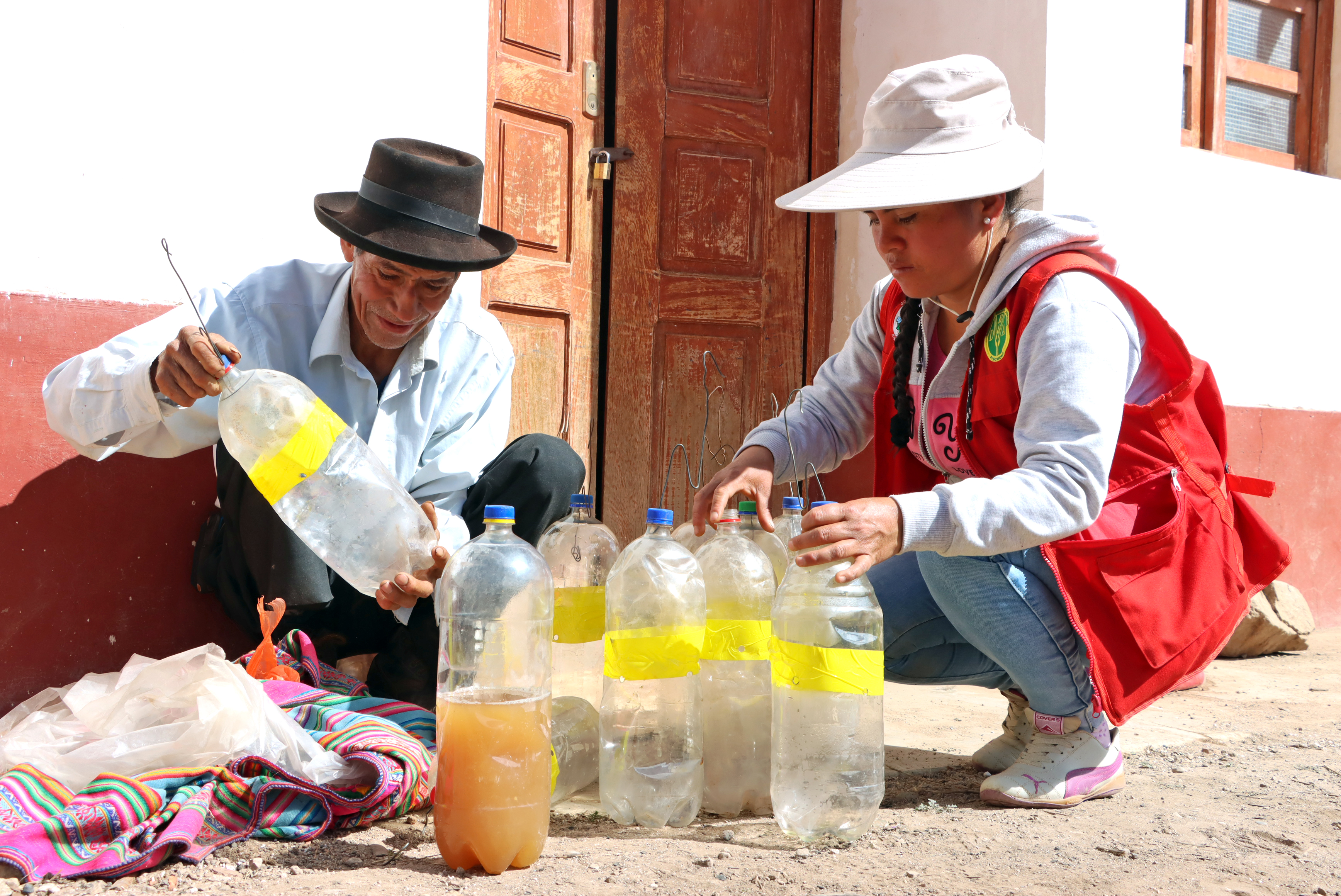 DRA Ayacucho logró la distribución de 50 mil litros de cebo tóxico e instalación de más de 16 mil trampas caseras en parcelas frutícolas
