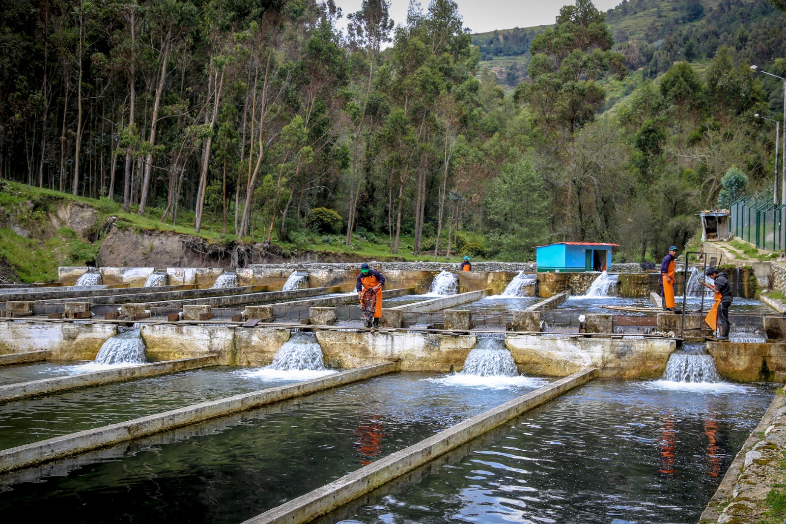 Produce propone modificar el reglamento de la Ley General de Acuicultura para optimizar la producción de dicho sector