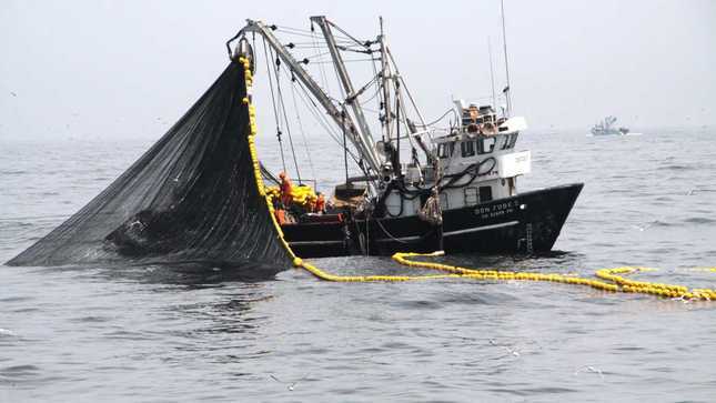 Produce implementa acciones para  proteger a la anchoveta, durante la pesca exploratoria en la zona norte-centro