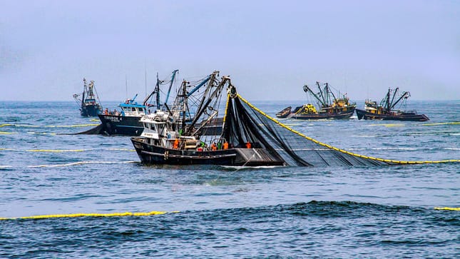 Produce implementa acciones para proteger a la anchoveta, durante la pesca exploratoria en la zona norte-centro