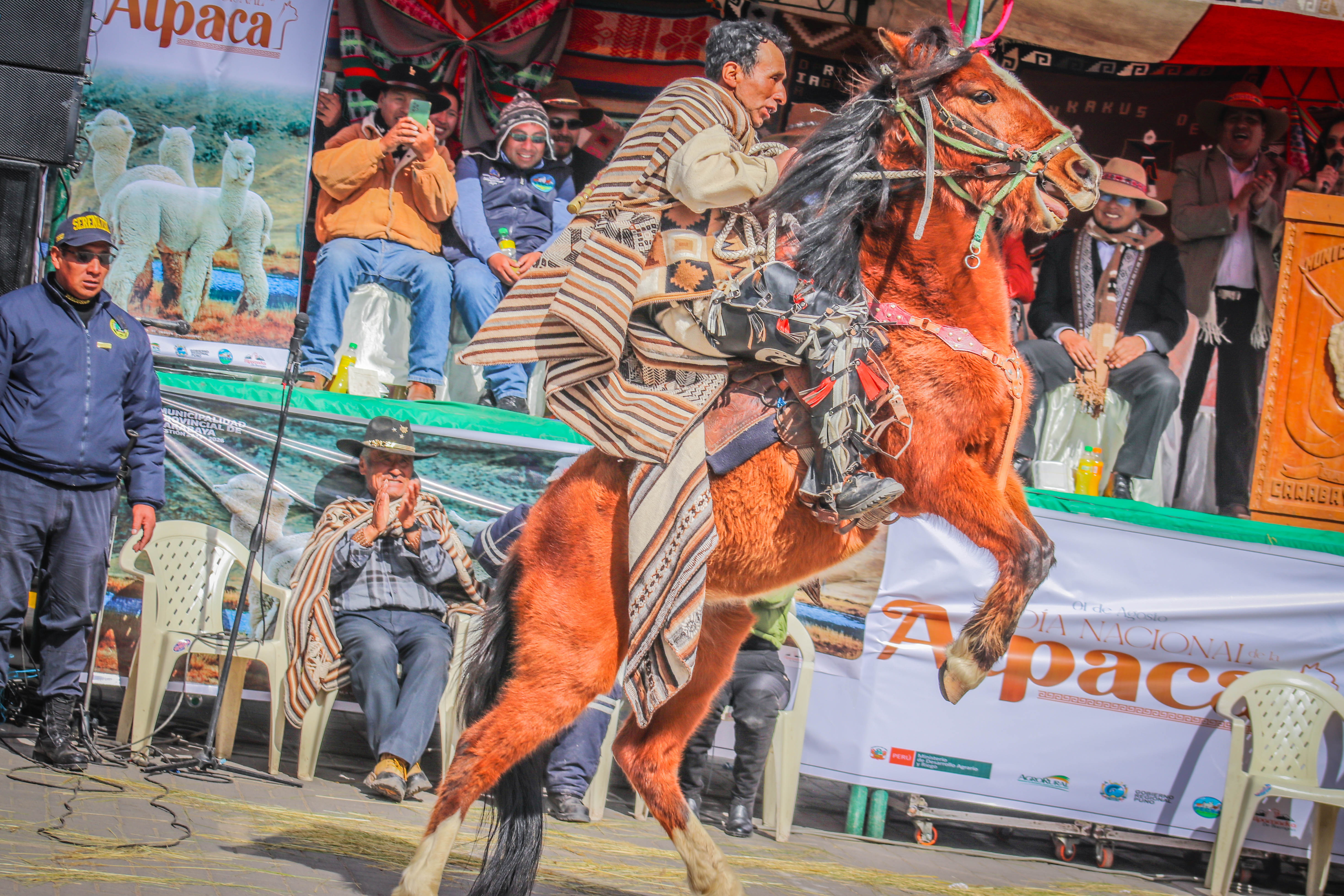  DÍA NACIONAL DE LA ALPACA 