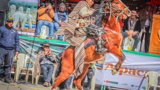  DÍA NACIONAL DE LA ALPACA 