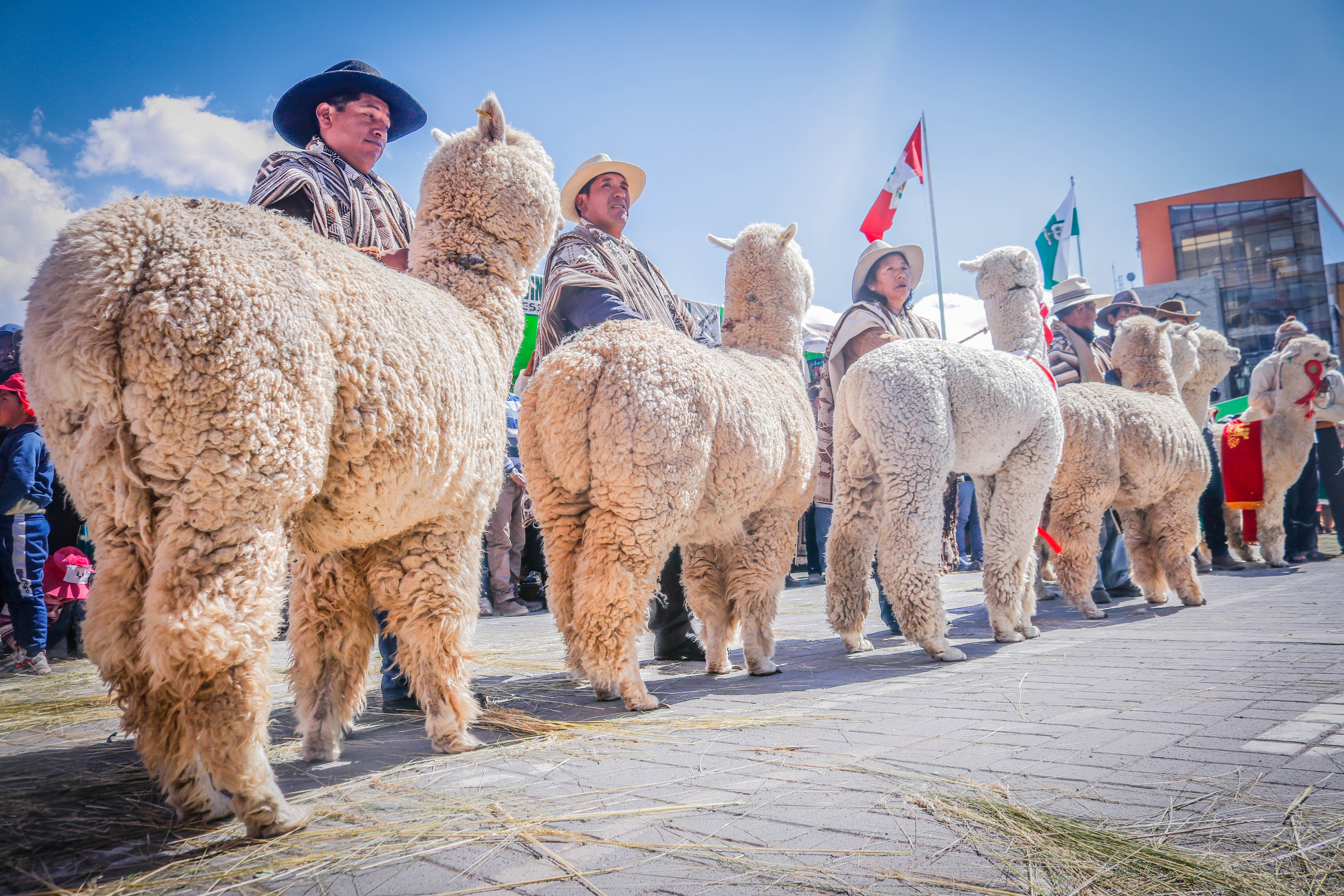  DÍA NACIONAL DE LA ALPACA 