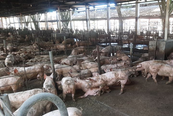 San Martín: OEFA ordena la paralización total y el cese de toda actividad económica a la empresa Don Pollo Tropical S.A.C. - Granja Cortijo