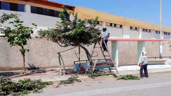 poda de arboles 3