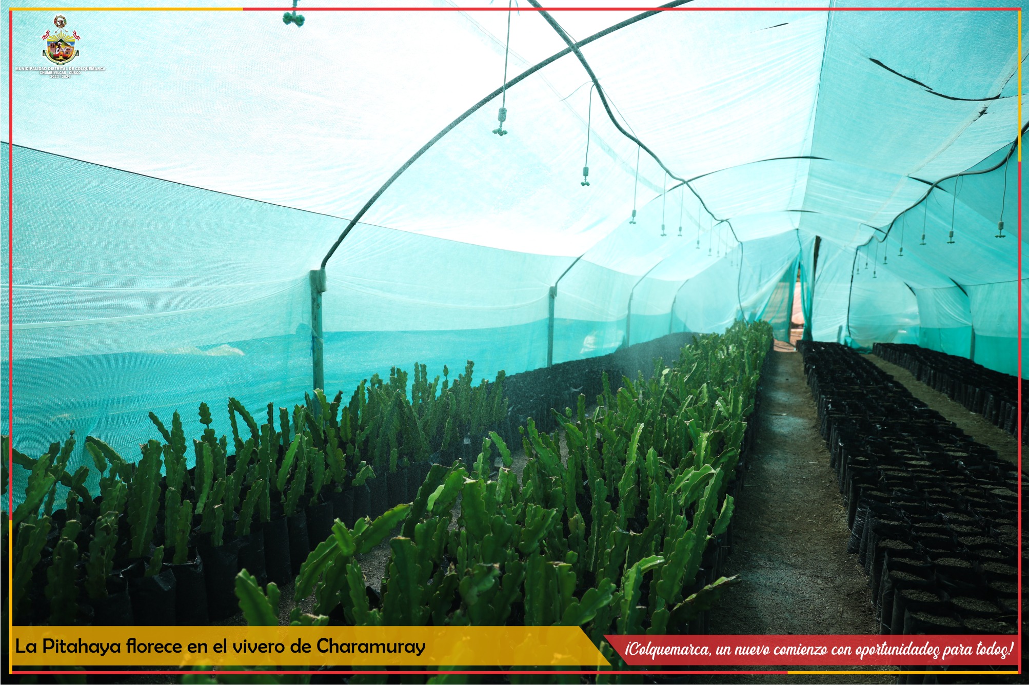 La Municipalidad Distrital de Colquemarca, a través de la Gerencia de Desarrollo Económico Local y su Proyecto Forestales, ha estado trabajando arduamente para fomentar la producción y cultivo de la Pitahajaya, una planta con gran potencial económico y beneficios para nuestro distrito.
En el vivero de Charamuray, estamos llevando a cabo un importante proyecto de introducción de la Pitahajaya. Este es un paso esencial para diversificar nuestra producción agrícola y aprovechar al máximo los recursos naturales que nos ofrece nuestra tierra.
Actualmente, contamos con un total de 5000 plantones de pitahaya que se encuentran en proceso de enraizamiento. Es importante mencionar que estos plantones estarán en el vivero por un periodo de 3 meses, siendo llevados al campo definitivo en los meses de noviembre y diciembre, aprovechando la temporada de lluvias.
Pero eso no es todo, gracias a la visión de nuestra municipalidad, liderada por el Alcalde Prof. Santos Oviedo Ataucuri, ya estamos formulando un nuevo proyecto que contemplará entre otras novedades, la producción de 100,000 plantones de pitahaya. Esto nos permitirá ampliar nuestras oportunidades de negocio, mejorar los ingresos de nuestros productores y contribuir al bienestar general de nuestra comunidad. Además, una gran noticia para nuestros agricultores es que los cuidados y requerimientos de la pitahaya son similares a los de la tuna, lo que facilitará enormemente su manejo y producción. Esto significa que nuestros dedicados productores podrán trabajar con esta planta de manera efectiva y exitosa.
En la Municipalidad Distrital de Colquemarca, creemos firmemente en el potencial de nuestra tierra y en el esfuerzo conjunto para alcanzar un desarrollo sostenible y próspero. Seguiremos trabajando arduamente para impulsar proyectos que beneficien a toda nuestra comunidad y promuevan la conservación de nuestros recursos naturales.
¡Colquemarca, un nuevo comienzo con oportunidades para todos!
Prof. Santos Oviedo Ataucuri - Alcalde
Gestión 2023 – 2026