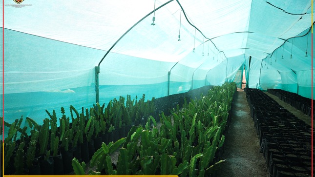 La Municipalidad Distrital de Colquemarca, a través de la Gerencia de Desarrollo Económico Local y su Proyecto Forestales, ha estado trabajando arduamente para fomentar la producción y cultivo de la Pitahajaya, una planta con gran potencial económico y beneficios para nuestro distrito.
En el vivero de Charamuray, estamos llevando a cabo un importante proyecto de introducción de la Pitahajaya. Este es un paso esencial para diversificar nuestra producción agrícola y aprovechar al máximo los recursos naturales que nos ofrece nuestra tierra. 
Actualmente, contamos con un total de 5000 plantones de pitahaya que se encuentran en proceso de enraizamiento. Es importante mencionar que estos plantones estarán en el vivero por un periodo de 3 meses, siendo llevados al campo definitivo en los meses de noviembre y diciembre, aprovechando la temporada de lluvias.
Pero eso no es todo, gracias a la visión de nuestra municipalidad, liderada por el Alcalde Prof. Santos Oviedo Ataucuri, ya estamos formulando un nuevo proyecto que contemplará entre otras novedades, la producción de 100,000 plantones de pitahaya. Esto nos permitirá ampliar nuestras oportunidades de negocio, mejorar los ingresos de nuestros productores y contribuir al bienestar general de nuestra comunidad. Además, una gran noticia para nuestros agricultores es que los cuidados y requerimientos de la pitahaya son similares a los de la tuna, lo que facilitará enormemente su manejo y producción. Esto significa que nuestros dedicados productores podrán trabajar con esta planta de manera efectiva y exitosa.
En la Municipalidad Distrital de Colquemarca, creemos firmemente en el potencial de nuestra tierra y en el esfuerzo conjunto para alcanzar un desarrollo sostenible y próspero. Seguiremos trabajando arduamente para impulsar proyectos que beneficien a toda nuestra comunidad y promuevan la conservación de nuestros recursos naturales.
¡Colquemarca, un nuevo comienzo con oportunidades para todos!
Prof. Santos Oviedo Ataucuri - Alcalde
Gestión 2023 – 2026

