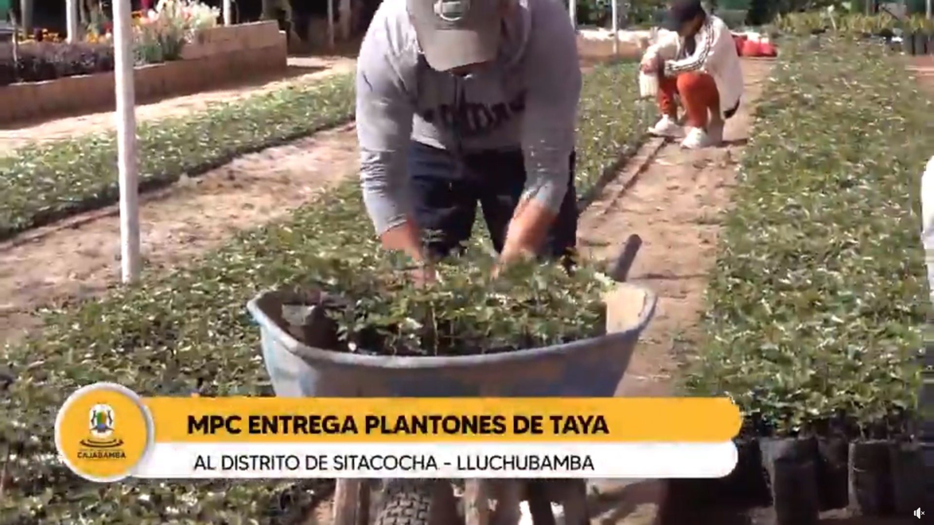 Plantones DE Taya para Distrito de Sitacocha - Lluchubamba