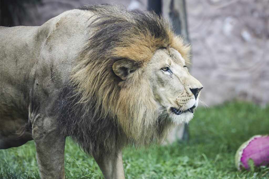 Día Mundial del León: Ruge con las actividades en el Parque de las Leyendas