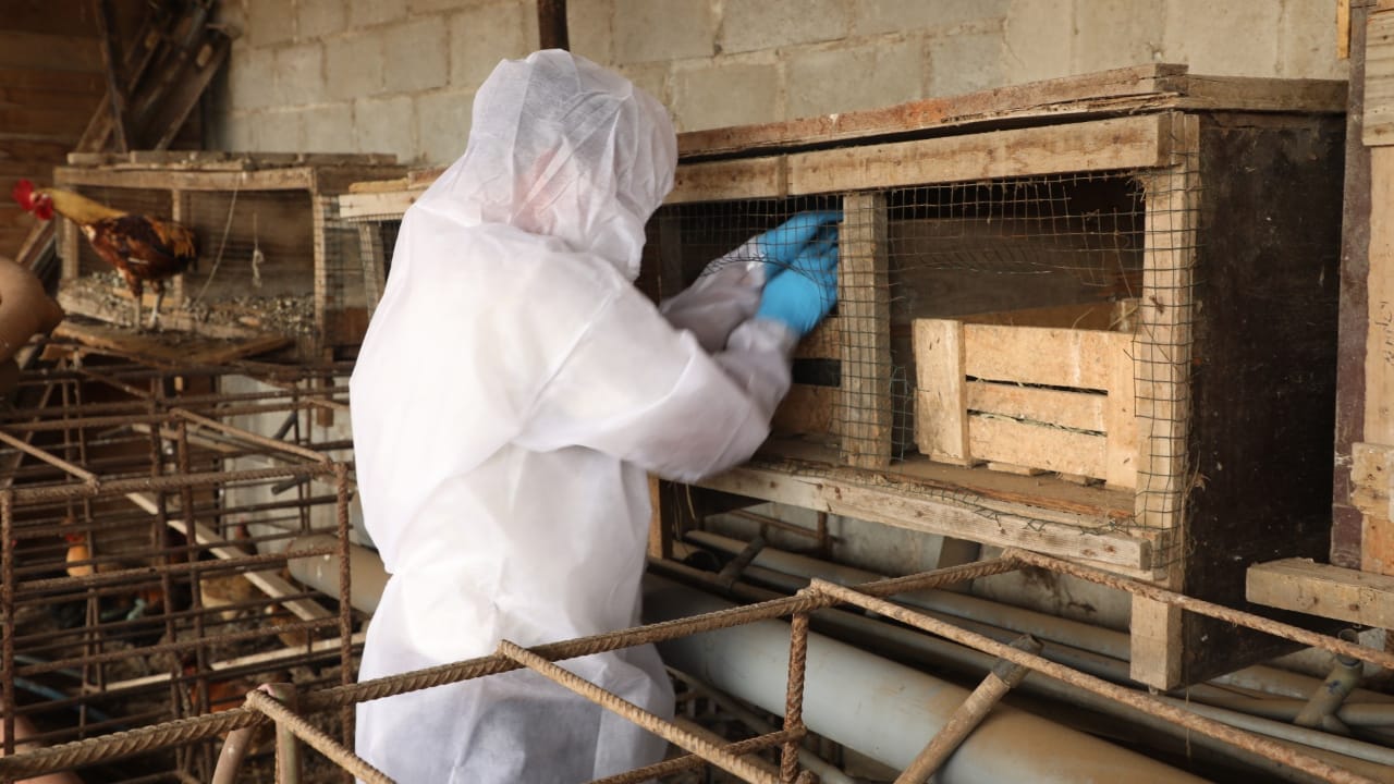 Minsa refuerza su capacidad de respuesta ante la posibilidad de casos de influenza aviar en personas