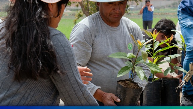 Entrega Plantones de Palto