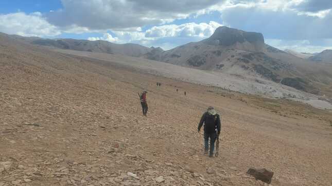 vicuñas1