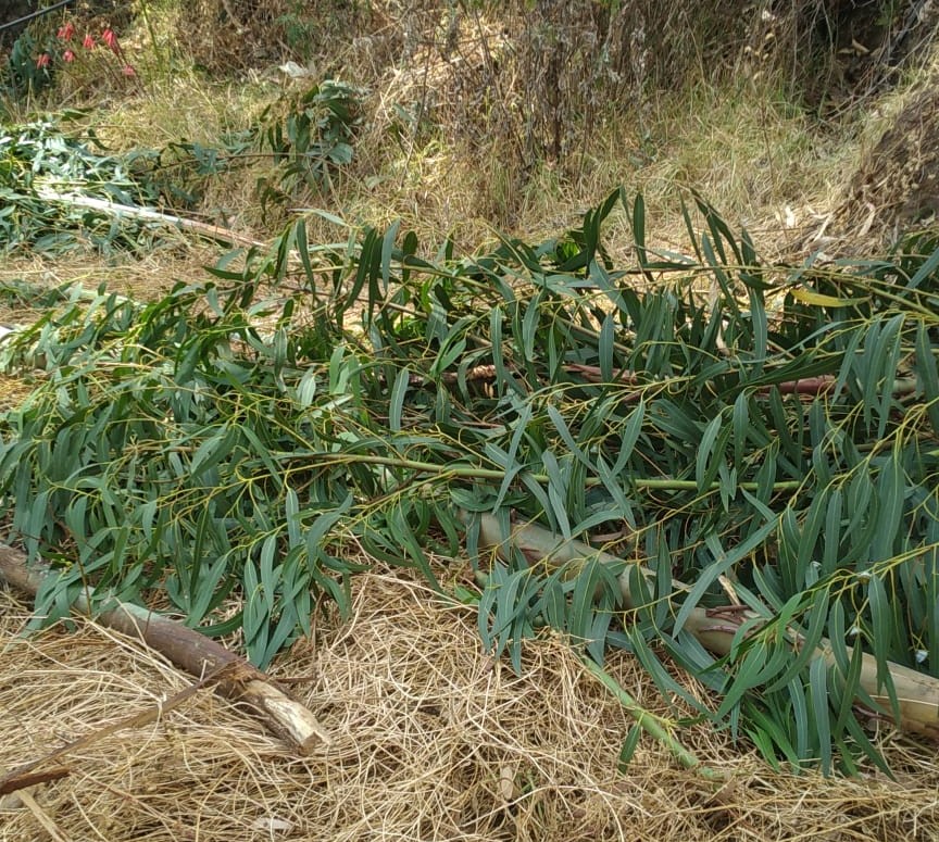 PASCO: Tala irresponsable de árboles cerca a redes eléctricas perjudica a miles de usuarios