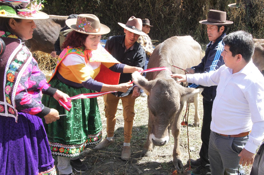 Fortalecen cadena productiva de leche con entrega de vaquillonas en Copa-Cajatambo