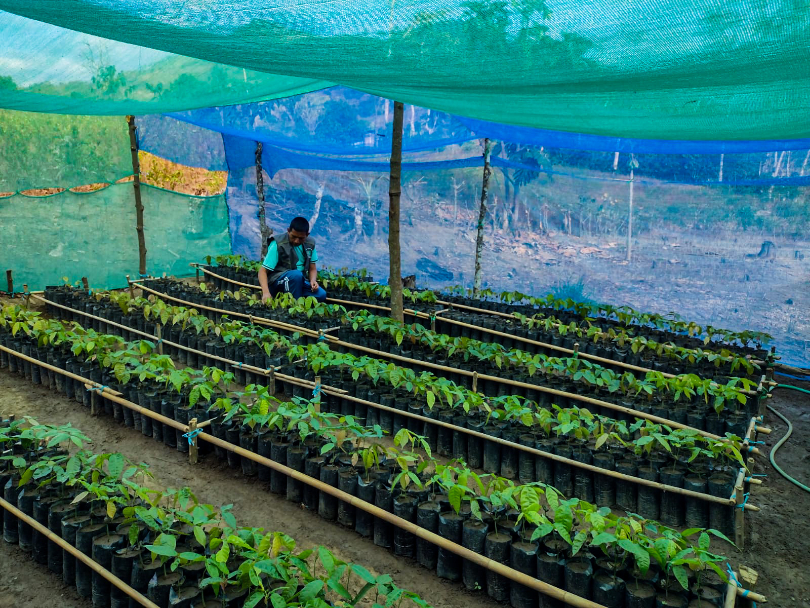 Instalación de viveros
