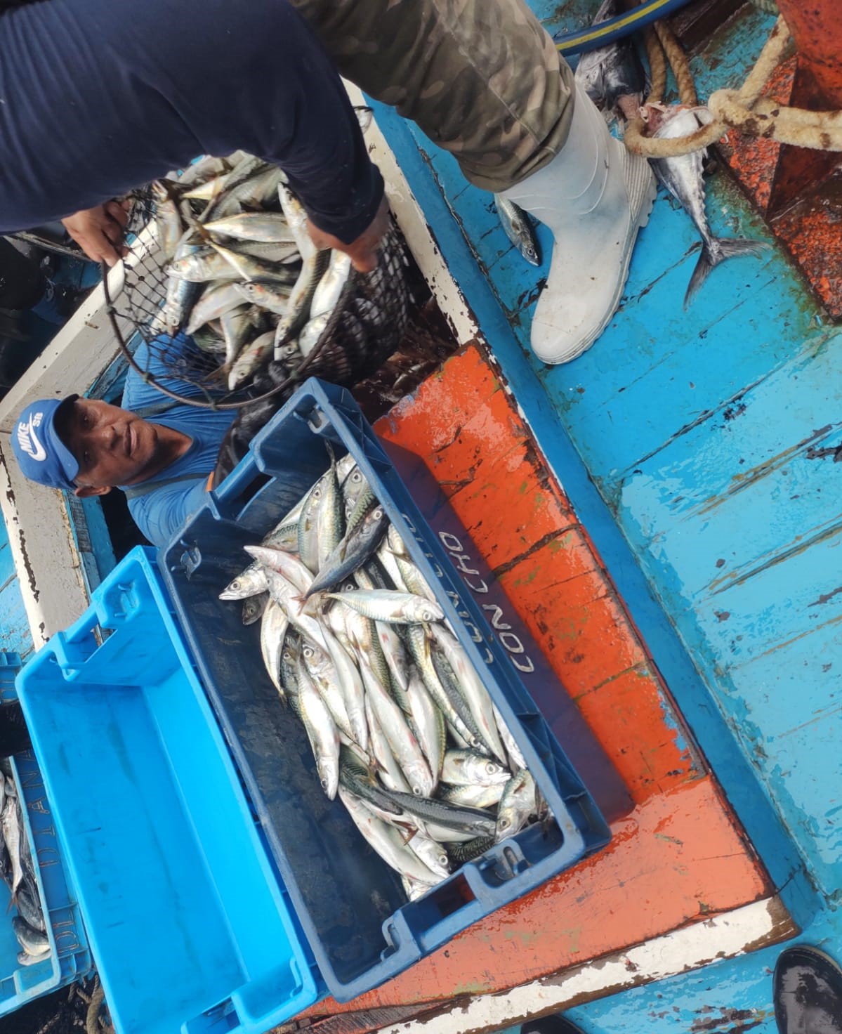 Ica: Produce incauta en Pisco más de 4500 kg de caballa proveniente de la pesca ilegal