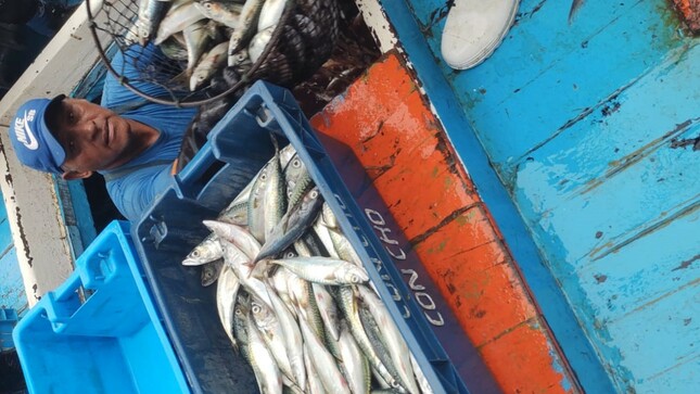 Ica: Produce incauta en Pisco más de 4500 kg de caballa proveniente de la pesca ilegal