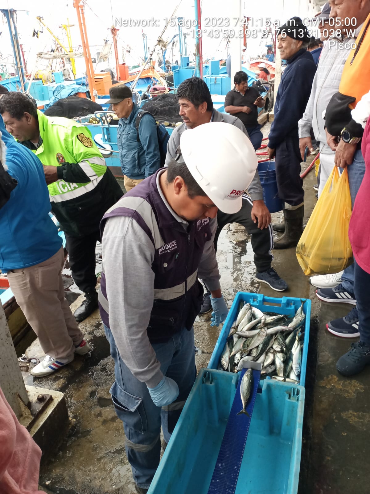 Ica: Produce incauta en Pisco más de 4500 kg de caballa proveniente de la pesca ilegal
