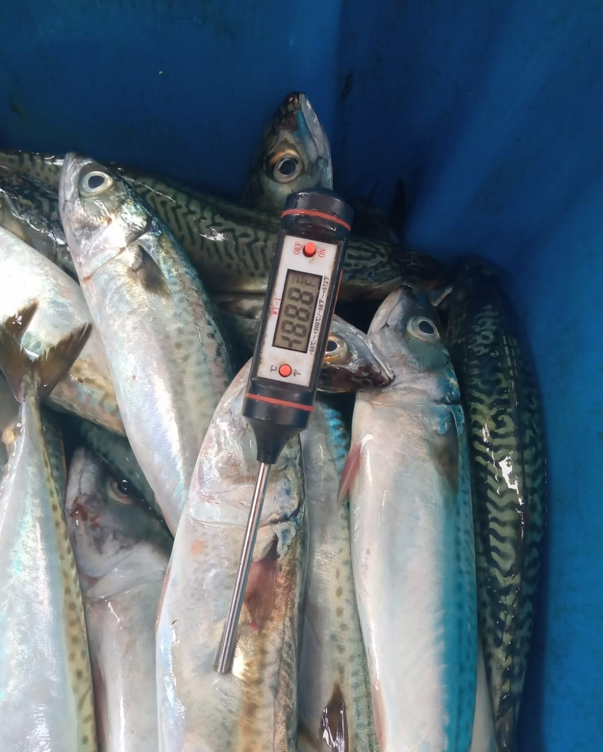 Ica: Produce incauta en Pisco más de 4500 kg de caballa proveniente de la pesca ilegal
