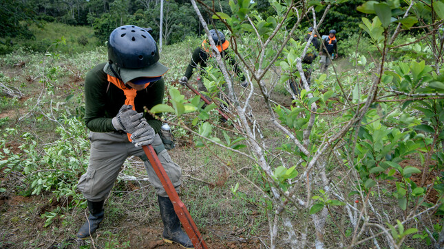 Perú inicia erradicación de cultivos ilegales de hoja de coca por primera vez en el Putumayo, en frontera con Colombia.