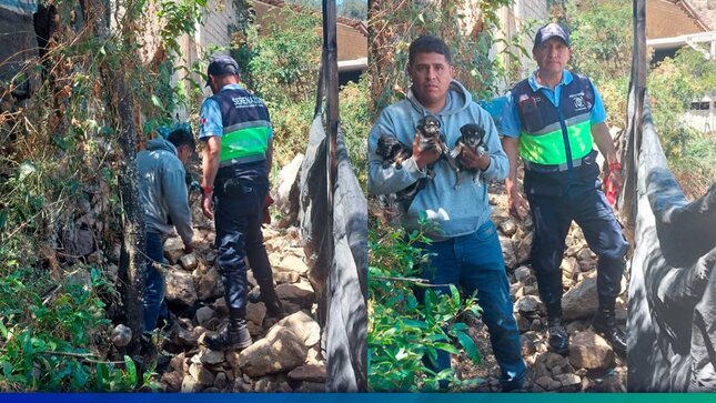 Rescatan Cachorros Indefensos