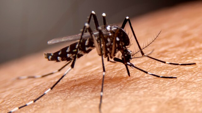 FOTO MOSQUITO DENGUE