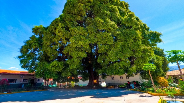 FICUS MALCAS