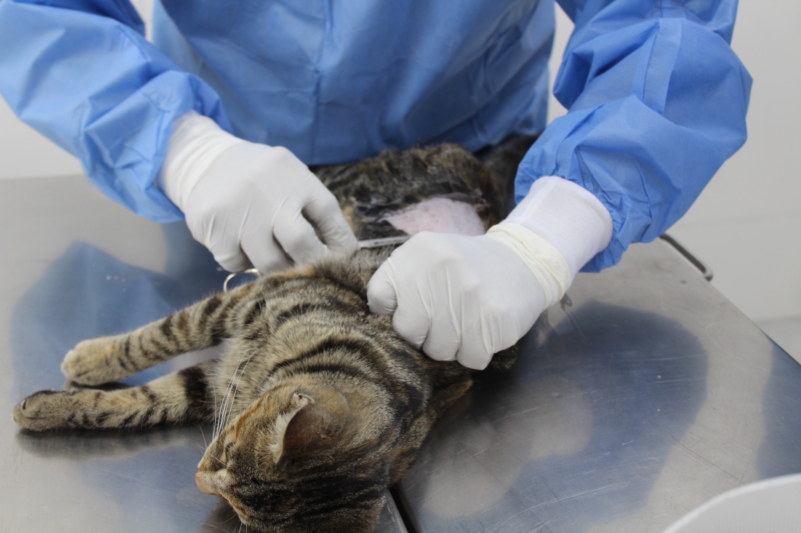 Con la finalidad de promover la salud y el bienestar felino
