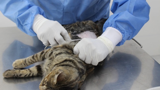 Con la finalidad de promover la salud y el bienestar felino