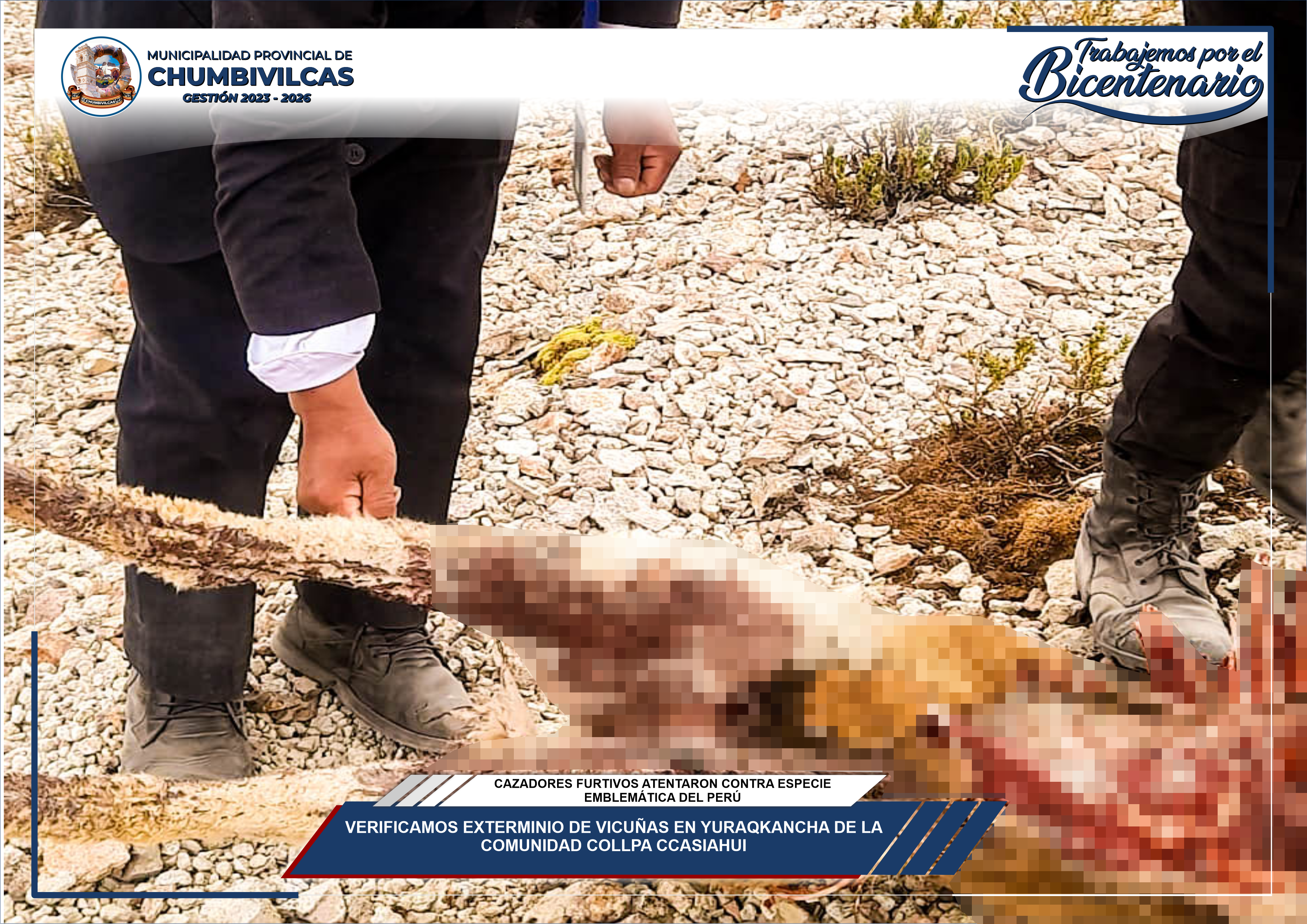 Municipalidad de Chumbivilcas verifica exterminio de vicuñas en Yuraqkancha de la comunidad Ccollpa Ccasiahui