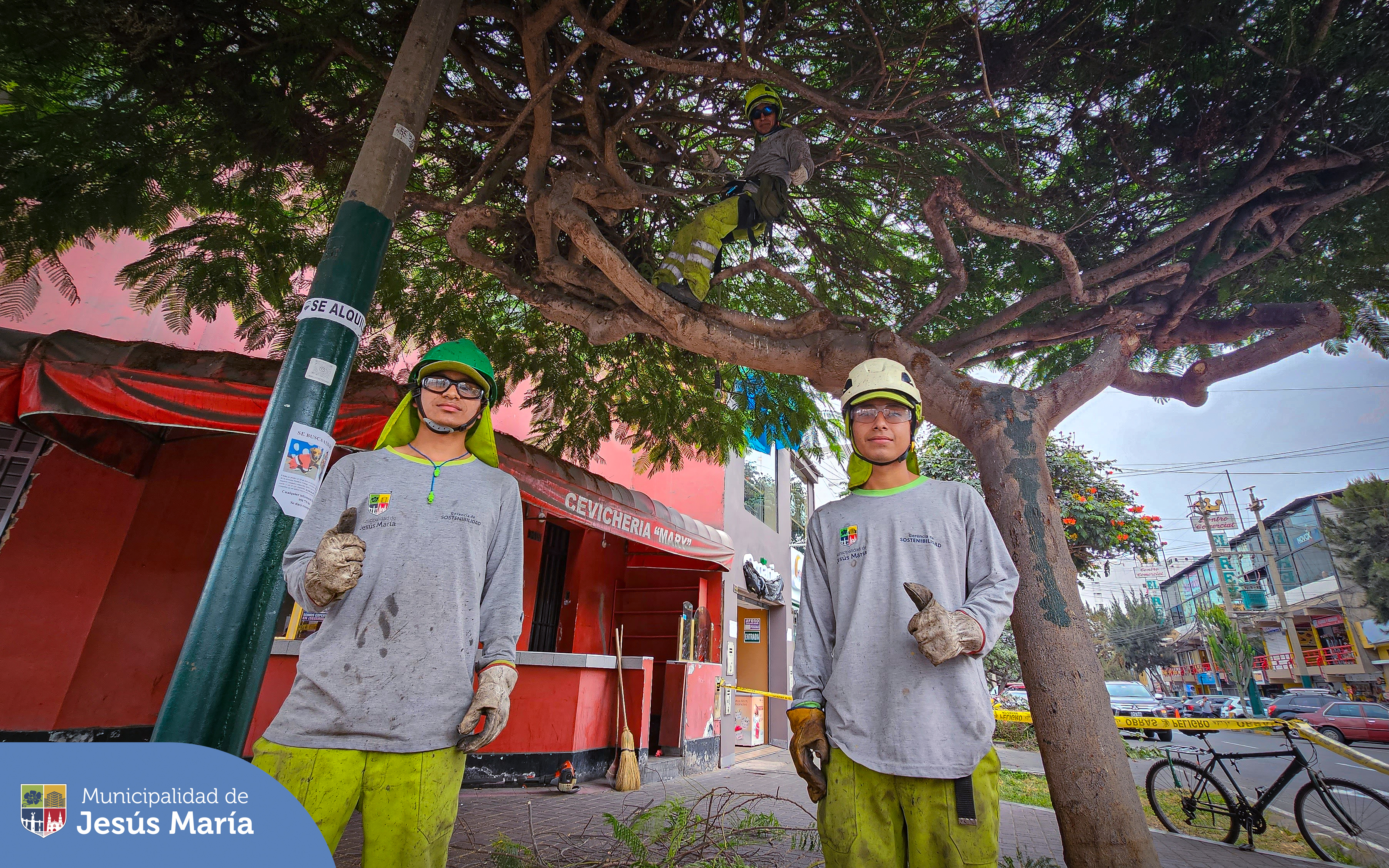 El equipo de la Subgerencia de Limpieza Pública 🧹 y Áreas Verdes 🌳 continuamente vienen trabajando en el ordenato, mantenimiento y recuperación de arboles urbanos de nuestro distrito.
En Jesús María queremos ¡Espacios seguros y atractivos para todos! 🙌🏼
#JesúsMaríaSomosTodos