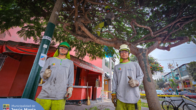 El equipo de la Subgerencia de Limpieza Pública 🧹 y Áreas Verdes 🌳 continuamente vienen trabajando en el ordenato, mantenimiento y recuperación de arboles urbanos de nuestro distrito. 
En Jesús María queremos ¡Espacios seguros y atractivos para todos! 🙌🏼
 #JesúsMaríaSomosTodos
