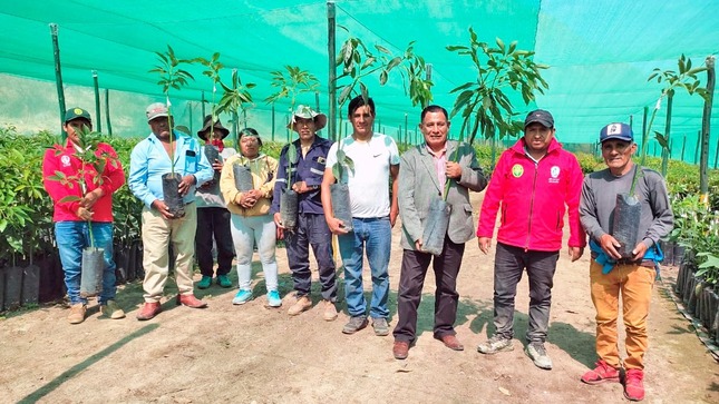 Entrega de plantones de palta en la zona sur de las cabezadas