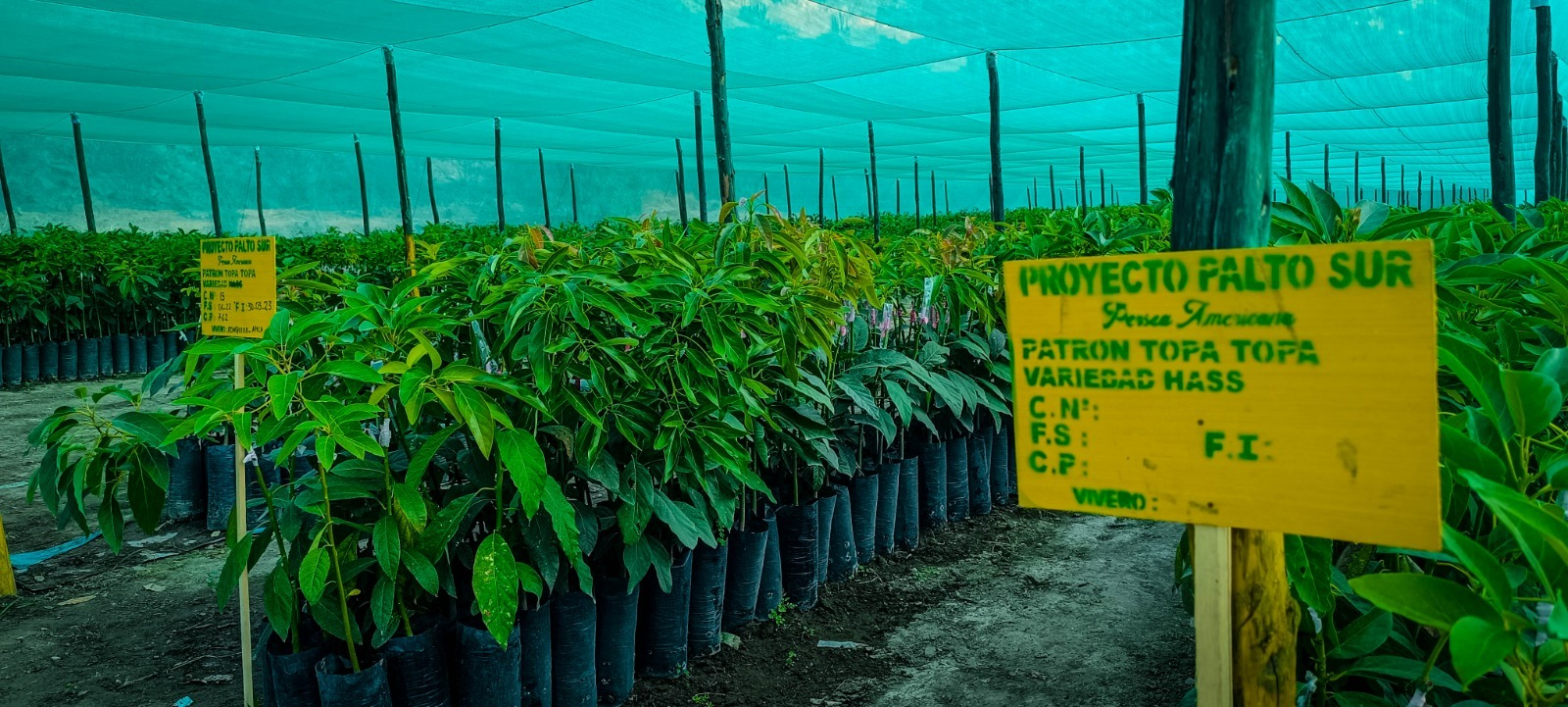 Entrega de plantones de palta en la zona sur de las cabezadas