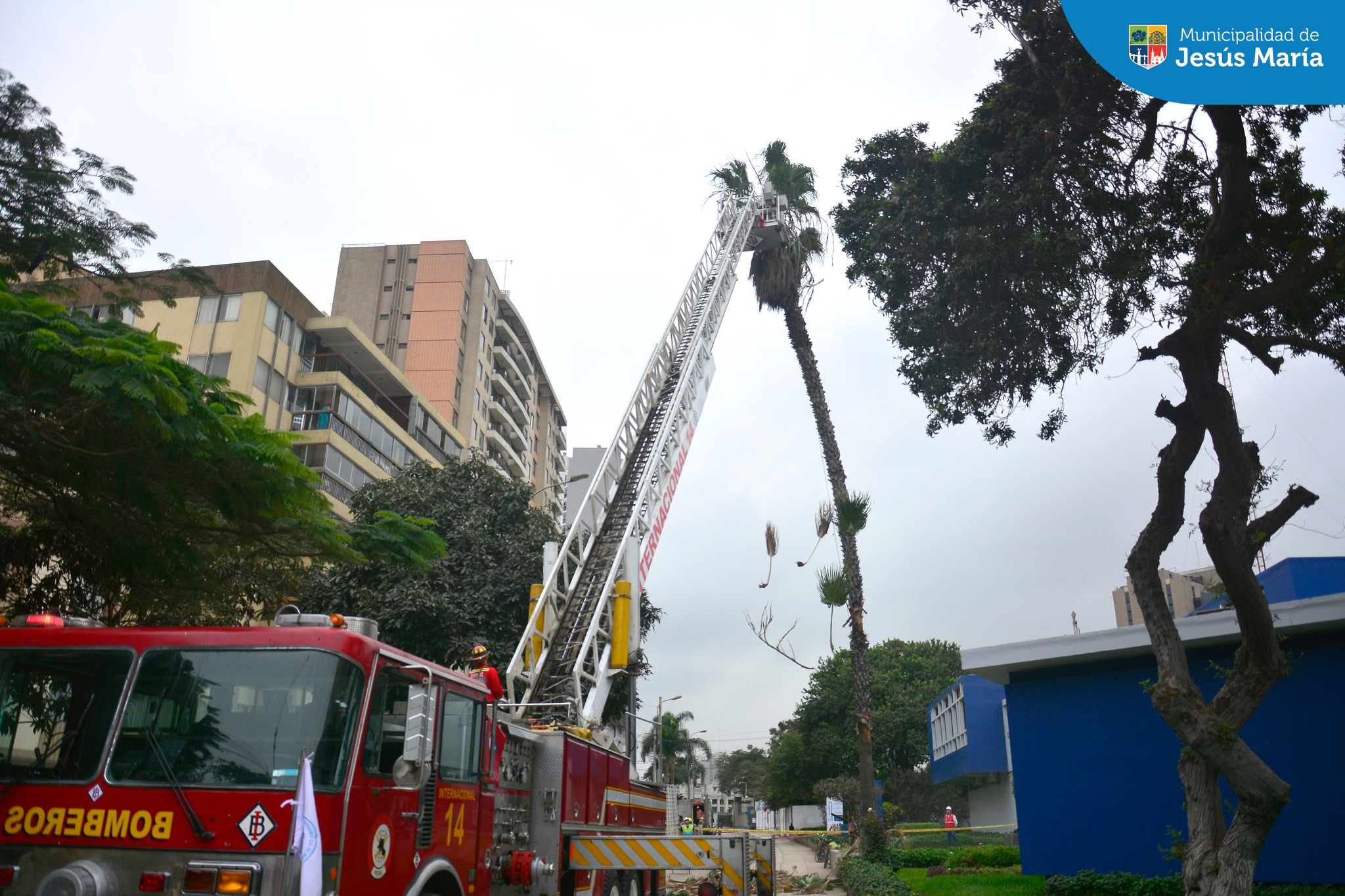 La Municipalidad de Jesús María, a través de la Subgerencia de Limpieza Pública 🧹 y Áreas Verdes🌳 con apoyo de los bomberos 👩🏻🚒, tomaron acción ante el llamado de un vecino que informó de una palmera 🌴 que ponía en riesgo a los transeúntes en la Av. Horacio Urteaga cdra. 5.
Tenemos el objetivo de mantener nuestro distrito seguro, ordenado y limpio fomentando en nuestros vecinos la conservación del medio ambiente. 🤗
Porque en #JesúsMaríaSomosTodos 🫱🏻🫲🏼
