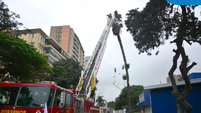 La Municipalidad de Jesús María, a través de la Subgerencia de Limpieza Pública 🧹 y Áreas Verdes🌳  con apoyo de los bomberos 👩🏻‍🚒, tomaron acción ante el llamado de un vecino que informó de una palmera 🌴 que ponía en  riesgo a los transeúntes en la Av. Horacio Urteaga cdra. 5.
Tenemos el objetivo de mantener nuestro distrito seguro, ordenado y limpio fomentando en nuestros vecinos la conservación del medio ambiente. 🤗
Porque en #JesúsMaríaSomosTodos 🫱🏻‍🫲🏼