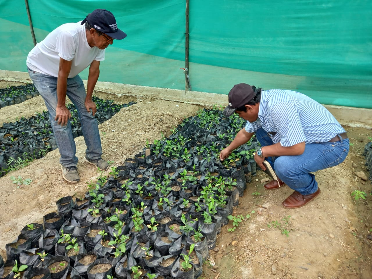 Creación De Vivero Frutícola Municipal Continuará Con Pequeños Productores
