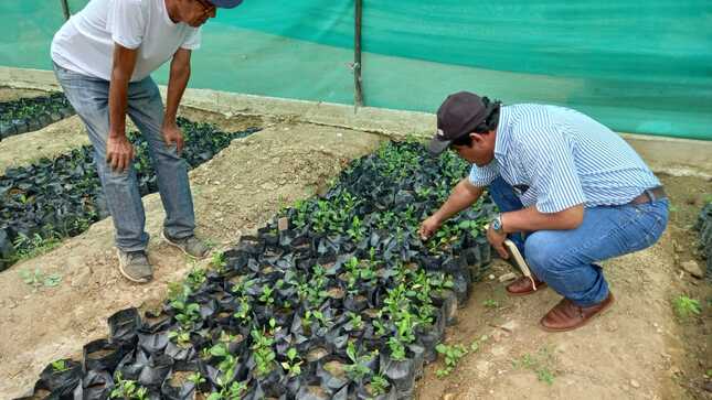 Creación De Vivero Frutícola Municipal Continuará Con Pequeños Productores 